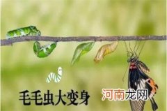 毛毛虫怎么变成蝴蝶的 破茧成蝶幼虫逐渐长大