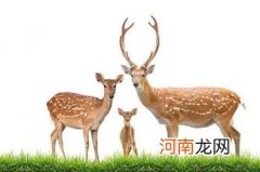 梅花鹿是反刍动物吗？梅花鹿是反刍动物动物数量稀少