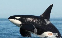虎鲸为什么打不过座头鲸 座头鲸为什么老和虎鲸对着干