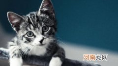 小猫烂嘴唇怎么办 猫咪嘴巴里面长疙瘩怎么办？