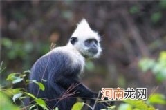 门岛叶猴 一种很特殊的猴子即将濒临灭绝