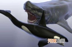 堪称现代海洋霸主 虎鲸的天敌是什么?仅史前巨兽能匹敌