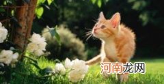 猫咪屁股出来的虫是什么虫 猫咪屁股上有白色条状物怎么办？