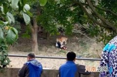 宁波动物园老虎咬人事件:为逃票翻三米高墙误入老虎区