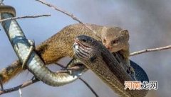 眼镜王蛇的天敌 蛇獴科莫多巨蜥完败眼镜王蛇