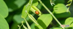 七星瓢虫为什么是益虫 七星瓢虫是益虫吗