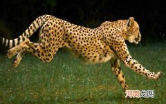 世界十大最快的动物 猎豹登顶袋鼠跳跃奔跑方式特殊