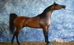 世界十大最贵的马 第一世界最古老价值十万美元
