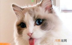 世界十大著名的宠物猫 狸花猫第十是捕抓老鼠的好手