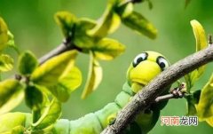 世界上十大最奇怪昆虫 犀牛蟑螂没有翅膀第一长得像外星人