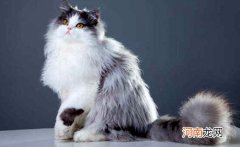 世界十大最漂亮的猫咪 暹罗猫仅第二波斯猫登顶