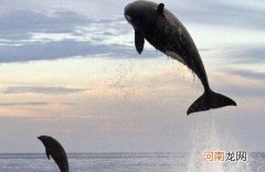 追逐两小时 虎鲸为什么讨厌海豚?虎鲸将海豚当做玩物