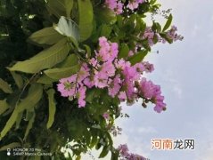 荣耀70拍照怎么样 荣耀70相机拍照评测
