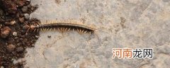 蜈蚣喜欢吃什么 蜈蚣喜欢吃什么东西