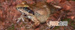 蛤蟆和蟾蜍有区别吗 蛤蟆和蟾蜍的区别