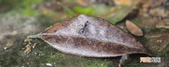 下雨天蚂蚁搬家是为什么 下雨天蚂蚁为什么搬家