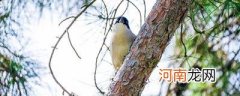 喜鹊是什么颜色的 喜鹊是什么颜色