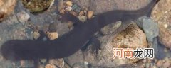 娃娃鱼是几级保护动物 娃娃鱼是保护动物吗