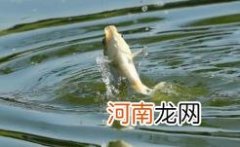 养鱼赚钱吗风险大吗