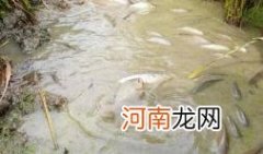 农村鱼塘适合养什么鱼