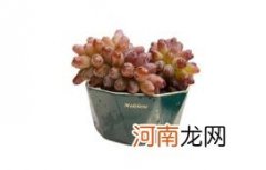 茉莉香葡萄吃多了会上火吗