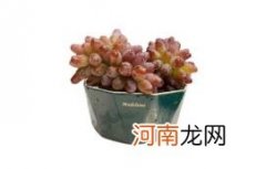 茉莉葡萄为什么有茉莉味