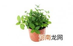 薄荷是驱蚊还是招蚊子