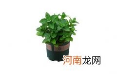 薄荷驱蚊还是猫薄荷驱蚊