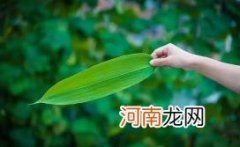 鲜粽叶需要煮一下吗