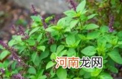 九层塔是什么菜