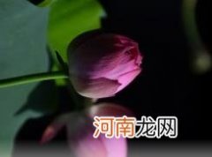 ?荷花是什么时候开的早上还是晚上