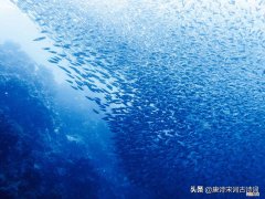 描写动物的诗句你知道多少呢 带动物的诗句