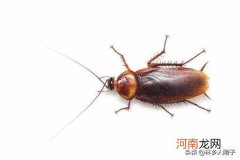灭蟑螂用什么方法效果最好？ 如何消灭蟑螂