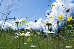 浅谈中医治法中的“引火归元” 导龙入海汤