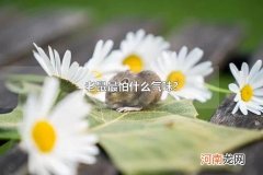 老鼠最怕什么气味? 家里出现老鼠应该怎么办