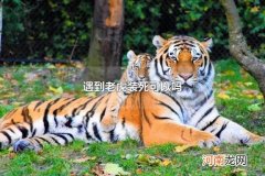 遇到老虎装死可以吗 枪声能吓退老虎吗