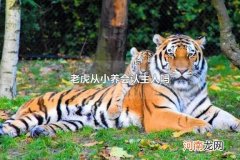 老虎从小养会认主人吗 老虎有哪些品种