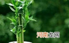 富贵竹水养多久能生根