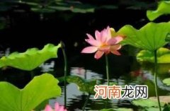 2022年7月几号入头伏