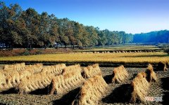 供血不足吃什么食物 心脏供血不足10大食物