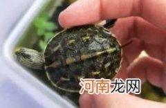 养草龟要一直放在水里吗