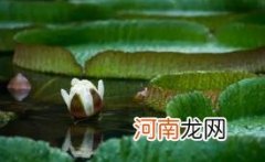 2022小暑节气起风好不好