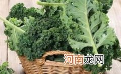 羽衣甘蓝产自哪里