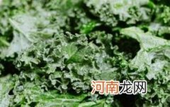 羽衣甘蓝有什么功效