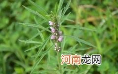 益母草的作用及功效有哪些