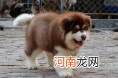 阿拉斯加犬多少钱一只
