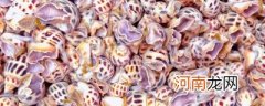 花螺是海鲜吗