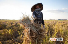 秋收是立秋还是秋分2022