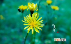 2022年夏至后几天入伏