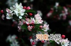 海棠花几月开